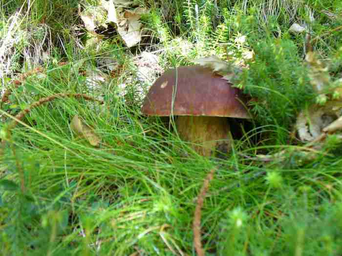  Image name: 276 Porcino.jpg 
 width: 700 pixel 
 height: 525 pixel 
 Size: 35997 bytes 
 Click to enlarge 